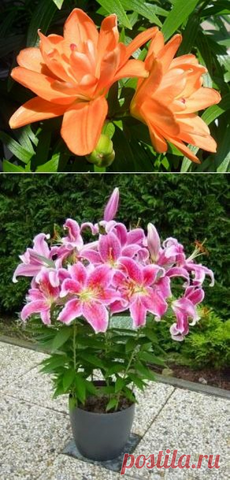 Роскошные лилии, выращивание в вазонах — 6 соток