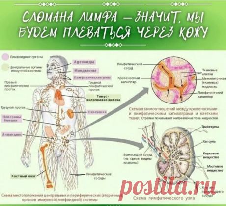 Сломана лимфа — значит, мы будем плеваться через кожу 
 
Обычно вся лимфа в нашем организме в густом состоянии. Она движется снизу-вверх, в одном направлении. Движется благодаря сокращениям мышц. И весь путь лимфы от кончиков ног пальцев до головы проходит примерно за 3 месяца. 
 
Если человек постоянно пьет воду, то лимфа более-менее чистая, а если воды мало, а вместо воды пить чаи, сок, компоты, газировки, кофе и т.д., то в лимфа превращается в стоячее болото, которое за...