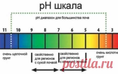 Народный способ определения кислотности почвы. Большинство огородных и садовых культур хорошо растет, развивается и дает стабильные урожаи только на нейтральных или слабокислых почвах. На кислых это практически невозможно.  Не у каждого садовода есть возможность (и деньги в том числе), чтобы определить кислотность в лабораторных условиях. Но это можно сделать и самостоятельно при помощи подручных средств. Для этого возьмите пять листочков черной смородины или черемухи, пол...
