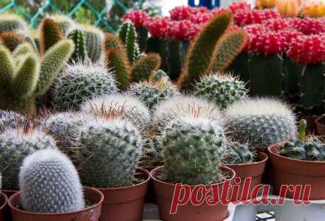 Удобрения необходимые для кактусов в период роста и цветения
