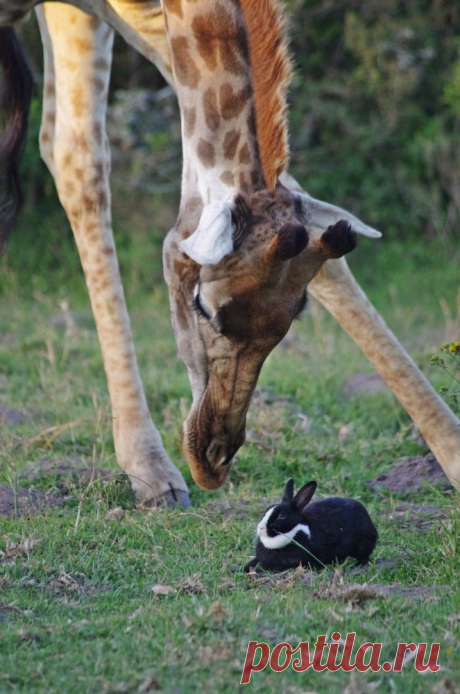 Самая странная парочка друзей: Жираф и... Кролик