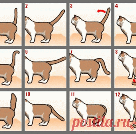 Как понять Вашу кошку по хвосту