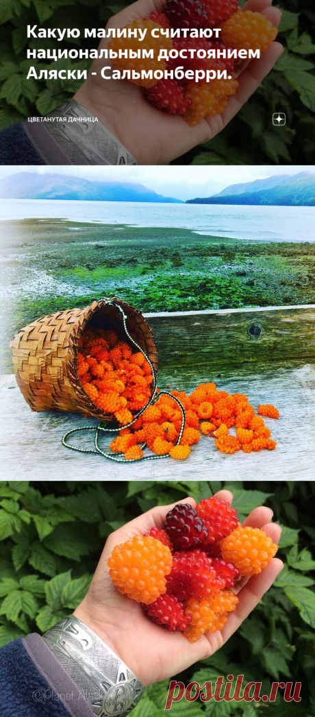 Какую малину считают национальным достоянием Аляски - Сальмонберри. | Цветанутая Дачница | Яндекс Дзен