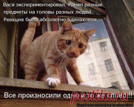 Свежая котоматрица