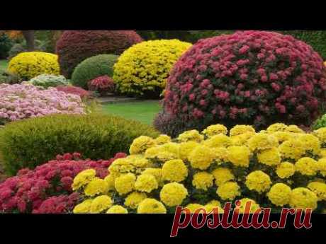 Decorative plants that are often used in landscape design. Деякі популярні види бересклета