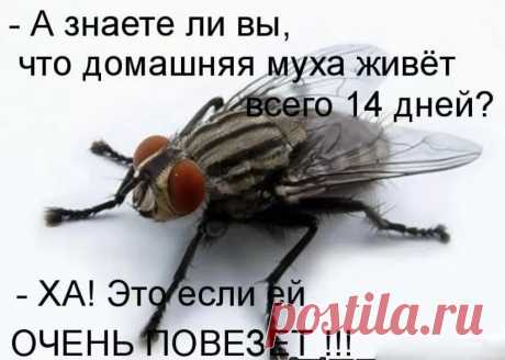 Что не так с детьми, которые шарахаются от мух и жуков? Психолог о моментах, которые не понимают родители | Улыбка Ребёнка | Яндекс Дзен