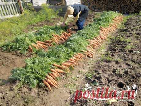 КОГДА И КАК ВЫКАПЫВАТЬ МОРКОВКУ Не торопитесь слишком рано выкапывать морковь…