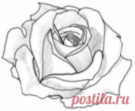 draw a rose #4 | Art