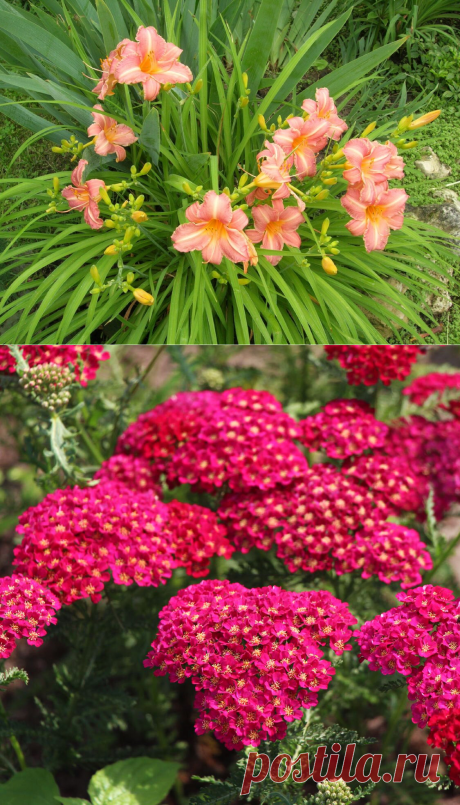 4 самых неприхотливых многолетних цветка для клумбы | 25 соток счастья! | Яндекс Дзен