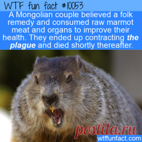 WTF Fun Fact – Marmot Causes The Plague &amp;#8211; Top Best Celebrity Blogs