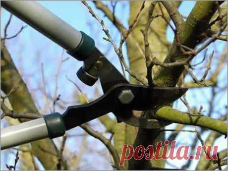 Обрезка плодовых деревьев: Когда и как правильно обрезать деревья весной своими руками на даче и в саду | Houzz Россия