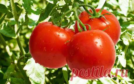 Подготовка семян помидоров к посеву на рассаду: как правильно подготовить семена томатов Правильная подготовка семян томатов к выращиванию рассады: что нужно предварительно сделать с посадочным материалом