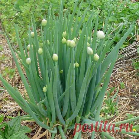 Апрельский лук-батун: посадка и выращивание из семян Апрельский лук-батун представляет собой овощную культуру, которая может эффективно произрастать на одном месте в течение нескольких лет.