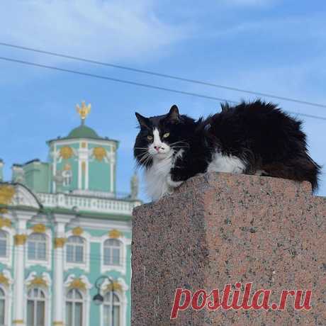 Французский гражданин завещал часть своего наследства котам Эрмитажа. Об этом рассказал 1 декабря в ходе ежегодной интернет-встречи с посетителями Михаил Пиотровский.