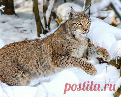 Wild-cat-snow-winter_1280x1024.jpg (1280×1024)