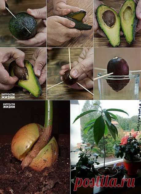 Как вырастить авокадо из косточки. Кто со мной?)