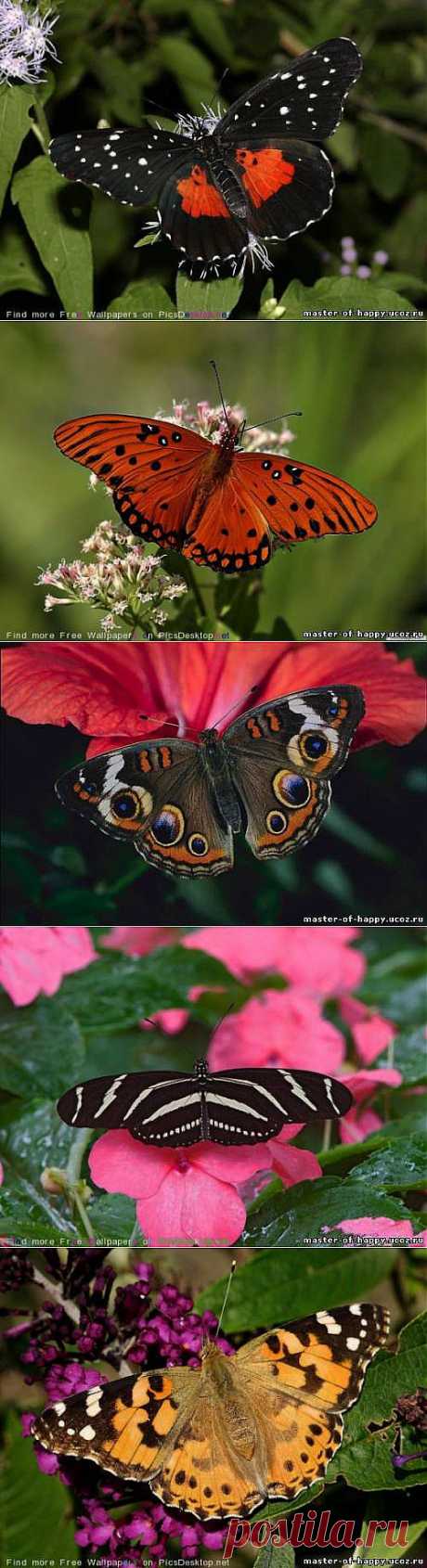 Бабочки - Сад Души