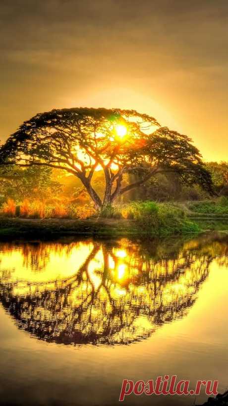 (130) Sunset pond with tree reflection. | natures finest moment