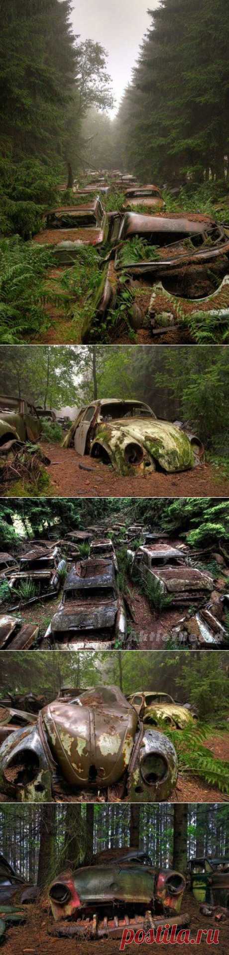 Эти автомобили стоят в пробке в бельгийском лесу больше 70 лет | WorldCity