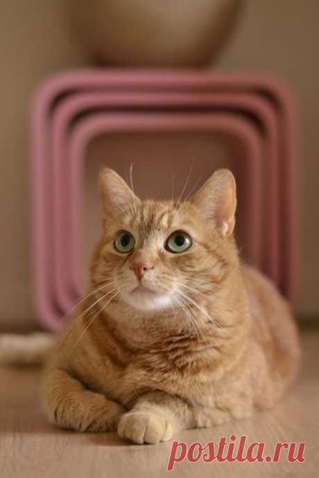 female ginger cat | Flickr - Photo Sharing!
