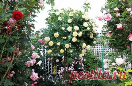15 хитростей, как ухаживать за розами, от известного розовода Елены Демьянчук | Личный опыт (Огород.ru)
