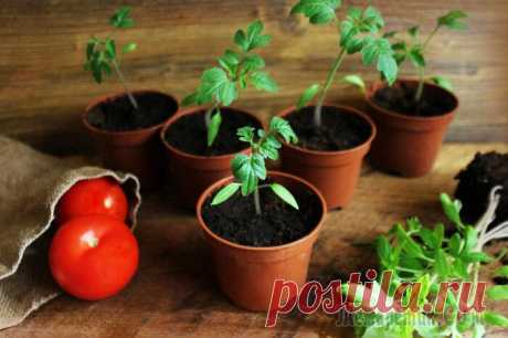 7 противопоказаний при выращивании рассады помидоров, которые действуют на них губительно