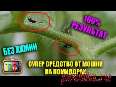 СУПЕР СРЕДСТВО ОТ МОШКИ НА ПОМИДОРАХ 100% РЕЗУЛЬТАТ БЕЗ ХИМИИ