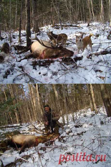 My hunt for Manchurian wapiti with dogs | Sergey Outfitter