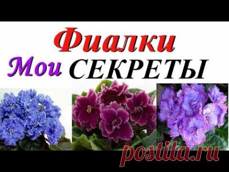 ФИАЛКА: советы НАЧИНАЮЩИМ! Мои СЕКРЕТЫ выращивания!