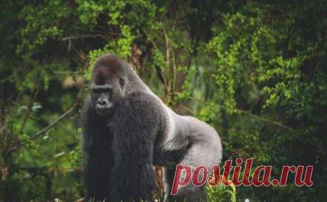 Удар гориллы: насколько силен? | Город Фактов