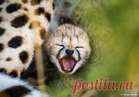 Подборка невероятных котиков по случаю международного дня гепарда | Зоография | Яндекс Дзен