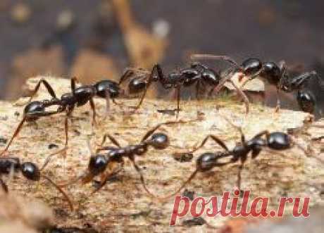 Способы борьбы с муравьями — Делимся советами