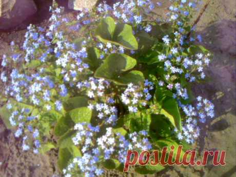 Бруннера сибирская (Brunnera sibirica)