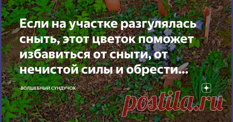 Если на участке разгулялась сныть, этот цветок поможет избавиться от сныти, от нечистой силы и обрести счастье и любовь  Это многолетнее растение со стелющимися побегами, некрупными листьями, которые даже зимой остаются зелёными. А цветочки у этого почвопокровного растения чаще всего бывают голубыми, но встречаются и белого, синего и лилового цветов.  Растение этот называется барвинок.  Барвинок из семейства кутровые.  Это род стелющихся многолетних трав, способен быстро р...