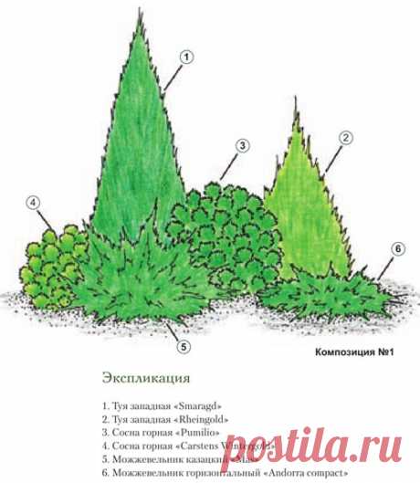 Хвойные композиции для вашего сада