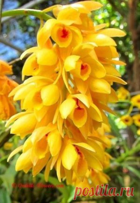 Dendrobium orchid ♥ ♥ | Beautiful Flowers around the world | Pintere…
