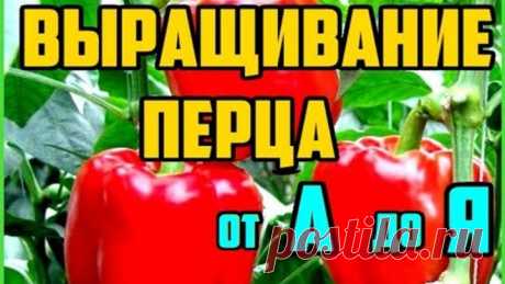 Выращивание перца от А до Я / Рассада перца / Выращивание перца в открытом грунте