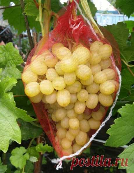 Как ускорить созревание винограда? | Klumba-plus.ru | Яндекс Дзен