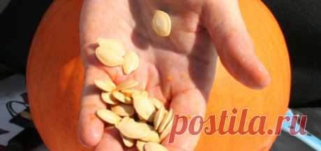 Как выполняется посадка тыквы семенами в открытый грунт