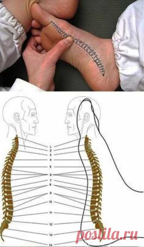 Мобильный LiveInternet Как снять боль в спине при помощи стопы? | Планета_Здоровье - Советы и рецепты для Вашего здоровья |