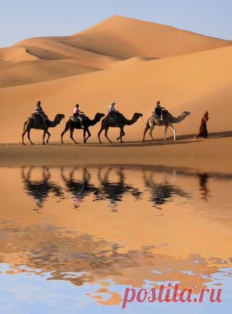 culturalcrosspollination:
“Camel Caravan
”