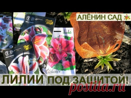 ЛИЛИИ в корзинках - 100% ЗАЩИТА от мышей и водяных крыс!!! / Посадка лилий весной