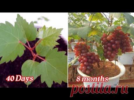 Вырастить виноград из косточек очень просто за 3 шага