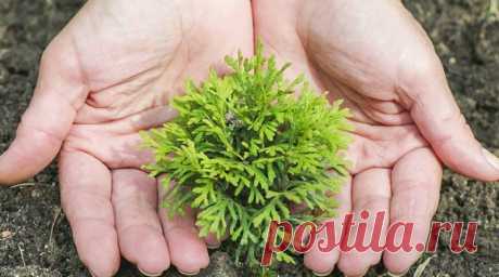 5 пpичин, почему выращивание туи в качестве зеленого забора это хорошо | Журнал "JK" Джей Кей