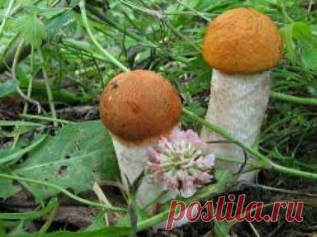 Начинающему грибнику: какие грибы растут в июне