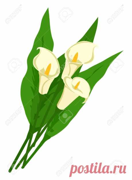 Ramo De Alcatraces Blancos Con Hojas Aisladas Sobre Fondo Blanco. Flores Para Regalo De Mujer. Ilustración Vectorial Ilustraciones Vectoriales, Clip Art Vectorizado Libre De Derechos. Image 100151010.