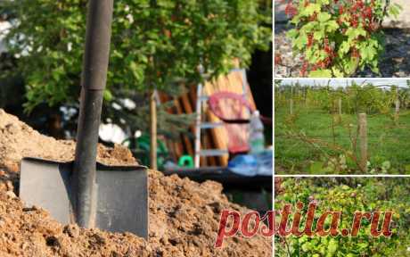 Как правильно пересадить взрослый куст на другое место | В саду (Огород.ru)