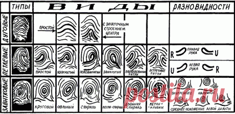 Характер и узоры отпечатков пальцев