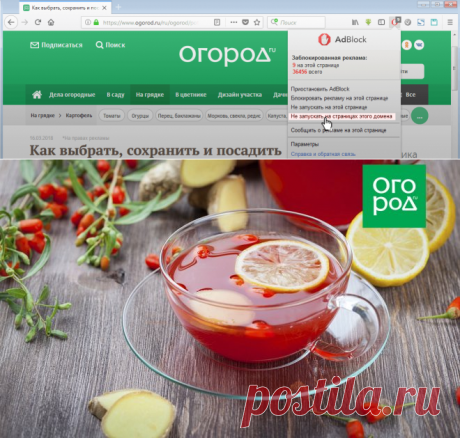 Какие травы и ягоды помогут при первых симптомах простуды | Дачная кухня (Огород.ru)