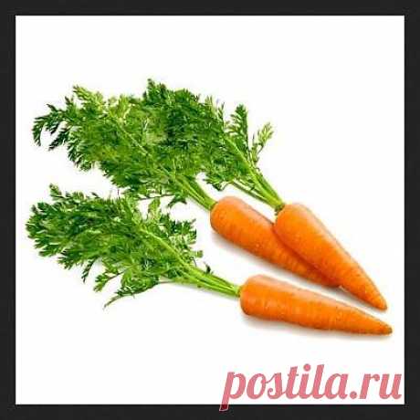 Морковь и всё о ней | Записи в рубрике Морковь и всё о ней | Дневник Ануфриев Алекс
